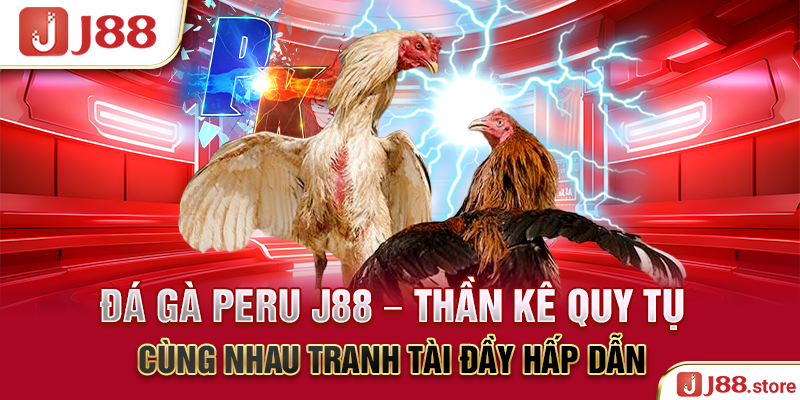 Đá Gà Peru J88 - Thần Kê Quy Tụ Cùng Nhau Tranh Tài Hấp Dẫn
