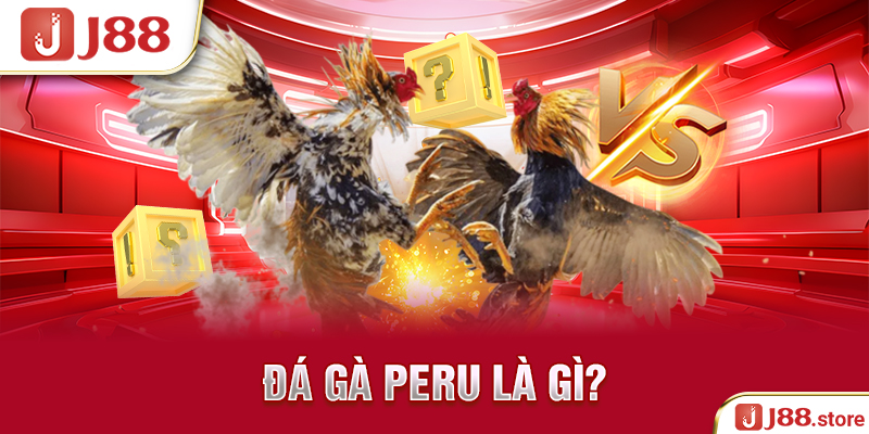 Đá Gà Peru J88 - Thần Kê Quy Tụ Cùng Nhau Tranh Tài Hấp Dẫn
